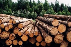 бревна хвойных пород бревна ручной рубки