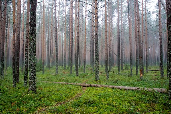 лес вологодский